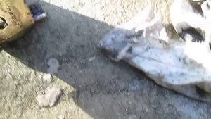 НЕ ВКЛЮЧАЕТСЯ ЗАДНЯЯ ПЕРЕДАЧА МЕРСЕДЕС ВИТО.