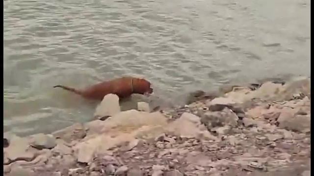 Ярабель 9 месяцев (Алматы) смотреть онлайн