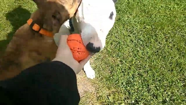 Идём домой после тренировки - уставшие бультерьеры смотреть онлайн