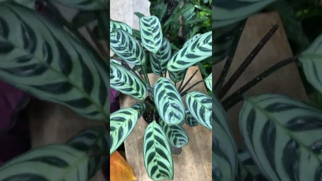 Маранта амабалис – идеальное растения для офиса и дома смотреть онлайн