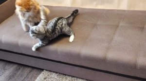 ДРАКИ КОШЕК. Боевая кошка Ириска достает Взрослого кота Вольта