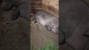 Вынужденный забой