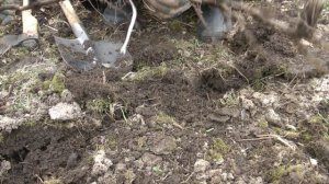 Выкорчевываю лох серебристый