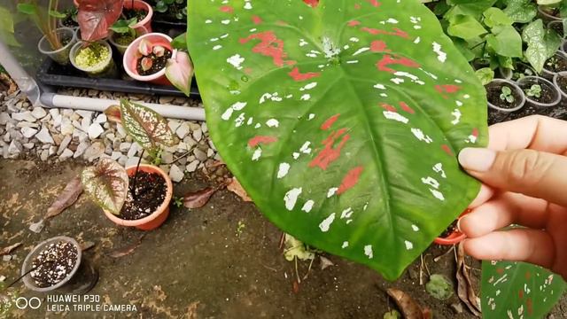 PERBEZAAN KOH KRET CITY DAN FLORIDA CLOWN... смотреть онлайн