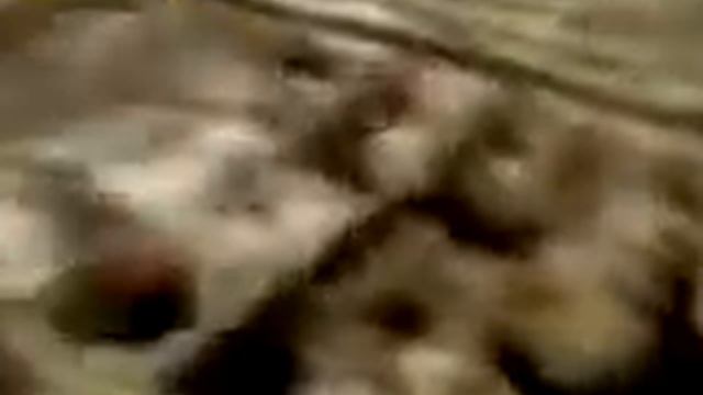 Бройлеры Выращивание смотреть онлайн