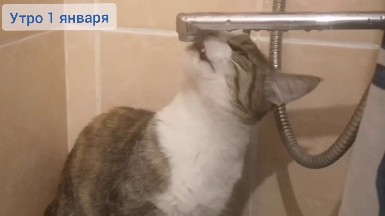Утро 1 января в семействе кошачьих