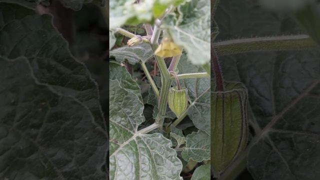 #physalis #garden  #garten #gartenarbeit #gartenpflege  #gartenbau #gartenliebe  #hobbygärtner