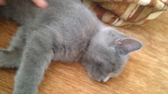 мой миленький котёнок Чарли) смотреть онлайн