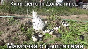 Куры Легорнн Долматинец.Мамаша с цыплятами.