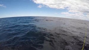 Snapper fishing on Berkley Gulp nemesis