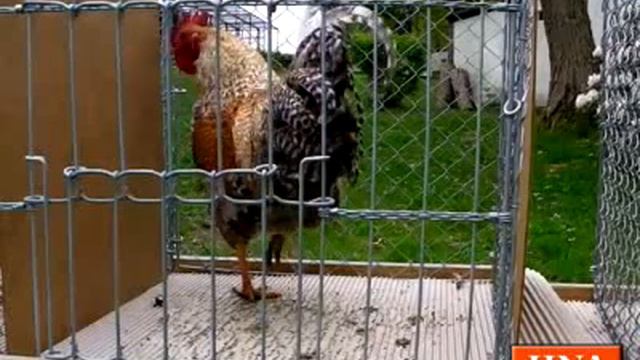 Hahn Hugo im Kraeh-Wettbewerb смотреть онлайн