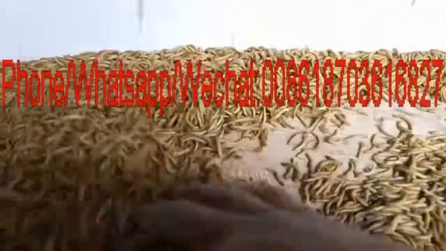 Tenebrio molitor Separator machine смотреть онлайн