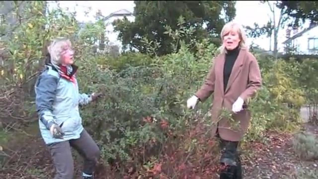 Pruning Spiraea japonica "Antony Waterer" .m4v смотреть онлайн