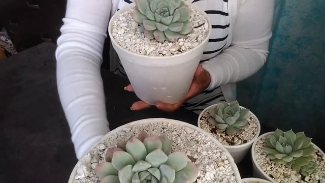 #echeveria albida #idalisuculentas #suculentas #plantas #plantasdesol #plantasdeinterior #garden смотреть онлайн