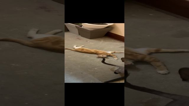 Коты лежат в подъезде💕💕