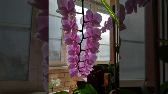 Пост-знакомство. Алёна,мама двоих деток, очень люблю цветы особенно орхидеи.Делюсь уходом за цветам смотреть онлайн