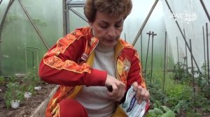 Подготовка почвы в теплице. Как применять Фитоспорин. Сайт "Садовый мир"