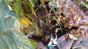 Сентябрь 2022 №2. Осень в природном земледелии. Собираем урожай и готовимся к зиме.