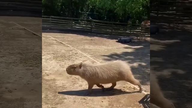 капибара?