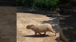 капибара?
