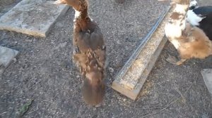 индоутки, каннибализм и дёготь