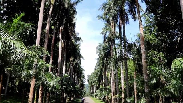 Канди Шри Ланка. Башня Амбулавава. Королевский ботанический сад в Канди. Места силы Шри Ланки. 16+ смотреть онлайн