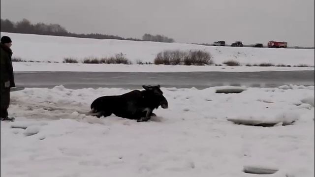 В Тверской области спасатели вытаскивали из Волги провалившихся под лед лосей смотреть онлайн