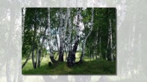 Край березовый