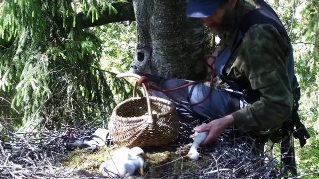 Must-toonekurg2 | Three baby storks rescue by team, Sadly one baby dead | June 05, 2022 смотреть онлайн