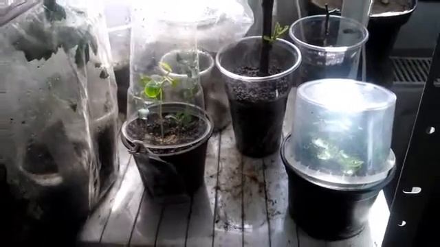 Пассифлора из семян 2 часть смотреть онлайн