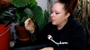 How to Transition Houseplant Propagations - Moss to Soil/Greenhouse to Plant Shelf