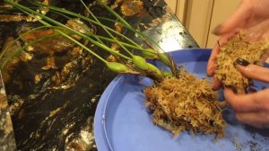 Орхидея максиллария. MAXILLARIA tenuifolia. Пересадка. Немного об уходе. Орхидея в воде.