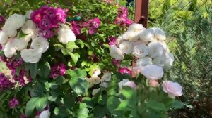 Роза Перенниал Блю / Rosa Perennial Bluе