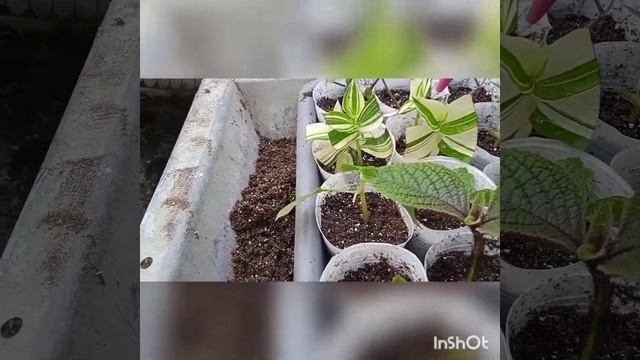 начала черенковать некоторые растения 05.09.22. и какой результат на 14.09.22 смотреть онлайн