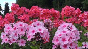 Флоксы Шароновой М.Ф.