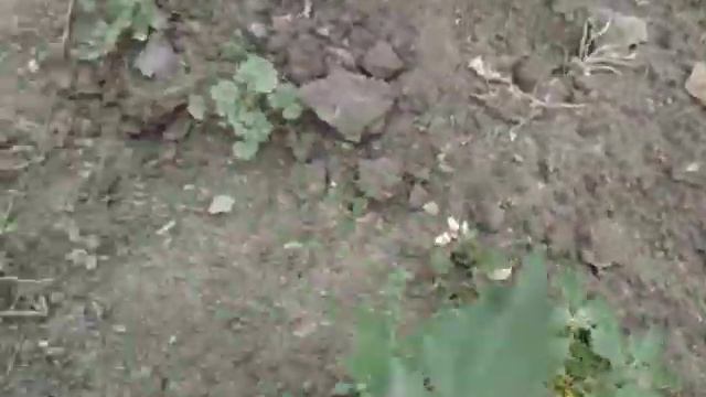 ЗАСУХОУСТОЙЧИВЫЕ ОЧИТКИ. Видео Ольги Черновой смотреть онлайн