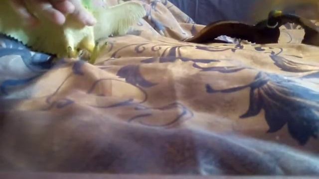 обзор на мои резиновые игрушки(2) смотреть онлайн