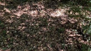 Один плюс дождей в Крыму собираем грибы в Севастополе Даринелка ВЛОГ Крым 2021