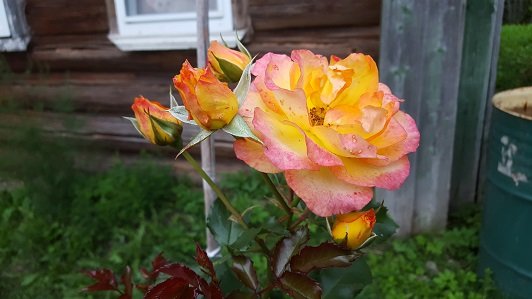 весна птицы поют