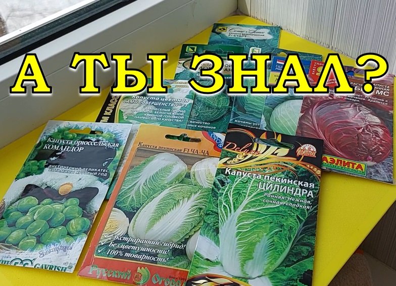 ВСЁ о КАПУСТЕ: сорта, сроки посева, особенности выращивания???