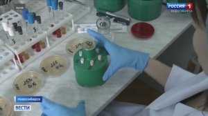 Новосибирские ученые начали изучать противомикробный пептид как альтернативу антибиотикам
