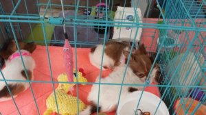 Собачий рынок,Ит базар.Бишкек 🐕👍