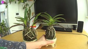 Орхидея Неофинетия какие изменения спустя 1,5 года после пересадки! Neofinetia falcata