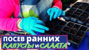 Посев ранней КАПУСТЫ и САЛАТА. Почему сею таким способом?