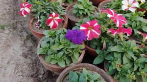 winter season flower multi color petunia