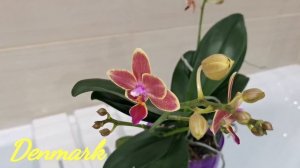 Black Pearl, Denmark, Cochleanthes. Начало домашнего цветения орхидей.