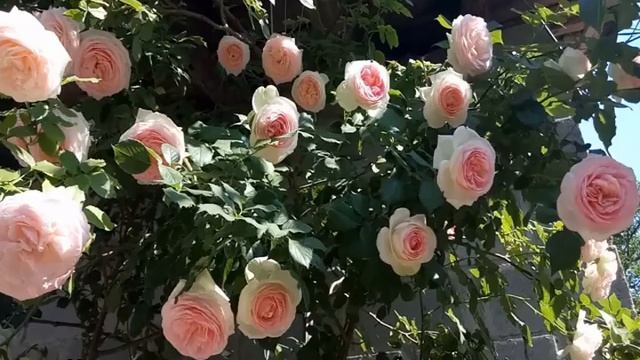 Роза Эден Роуз (Eden Rose) — описание и характеристики сорта смотреть онлайн