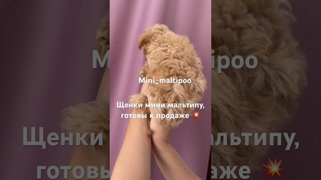 Щенки мини мальтипу, возраст 2 месяца, привиты, готовы к продаже, предполагаемый вес до 2,5 кг💥