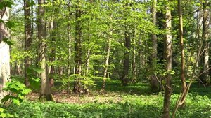 Незабываемое Пение соловья\Нежная музыка природы\Звуки природы\ Chill out Nightingale Singing