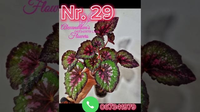 Королевские бегонии более 50ти сортов в наличии смотреть онлайн